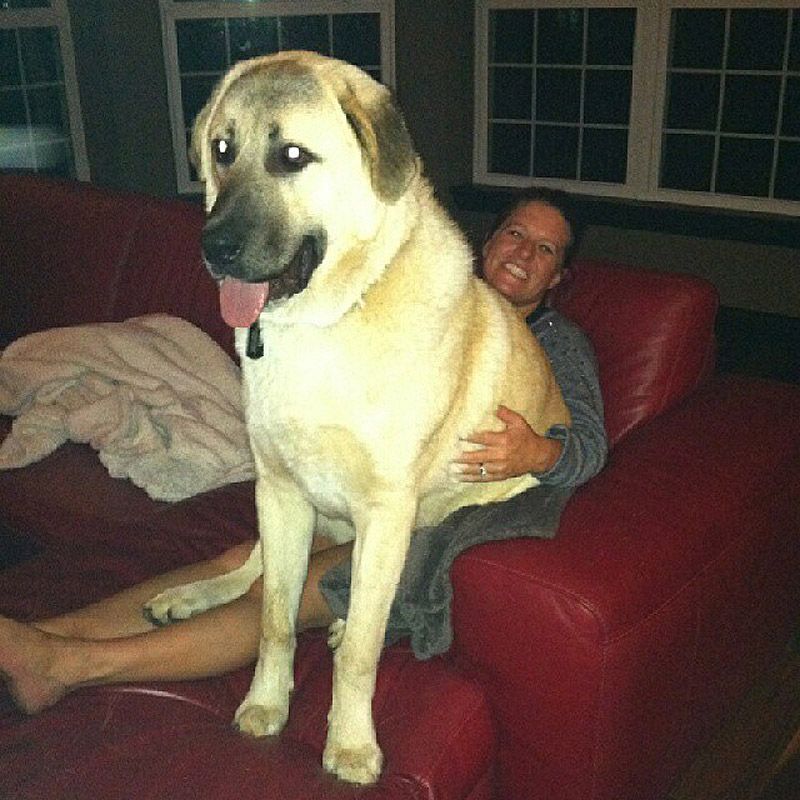 Для этой собаки лучший вечер – на диване у телевизора. Естественно, с хозяйкой.