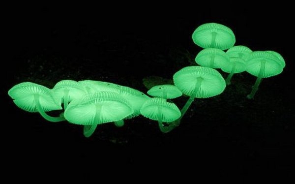 Удивительное явление биолюминесценции в природе
