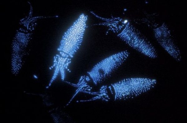 Удивительное явление биолюминесценции в природе
