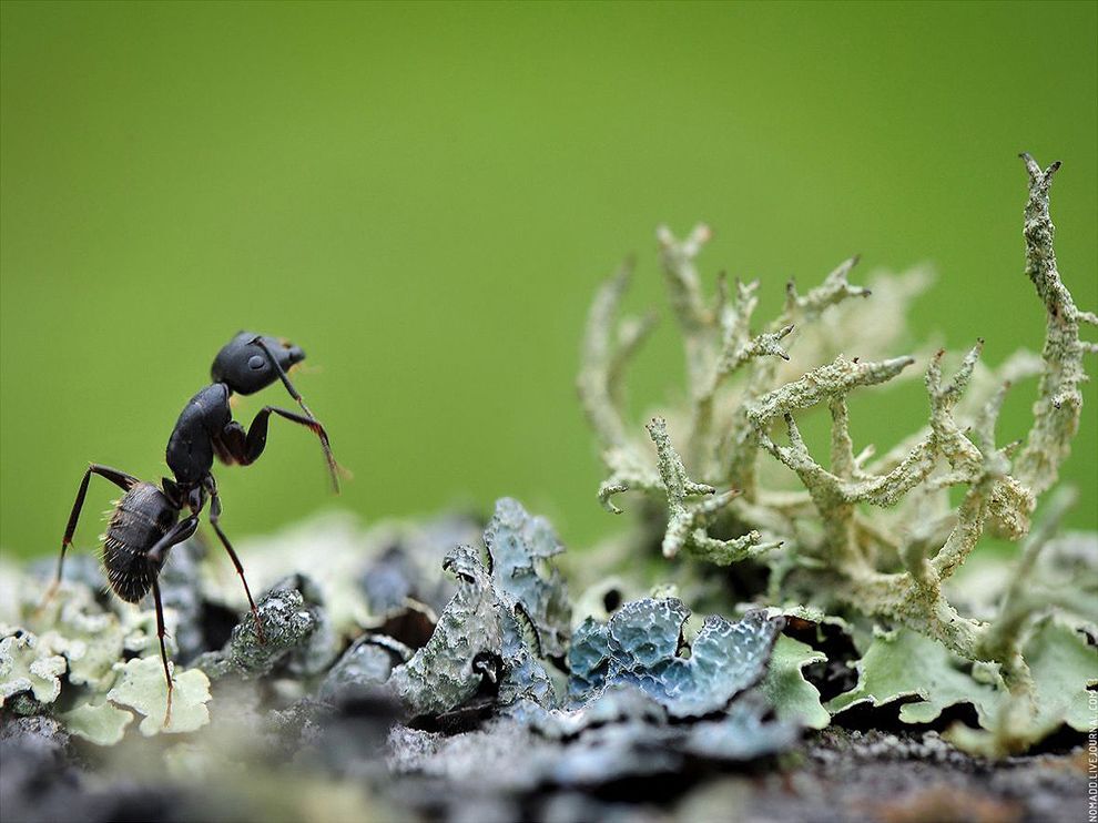 Чёрный муравей – древоточец