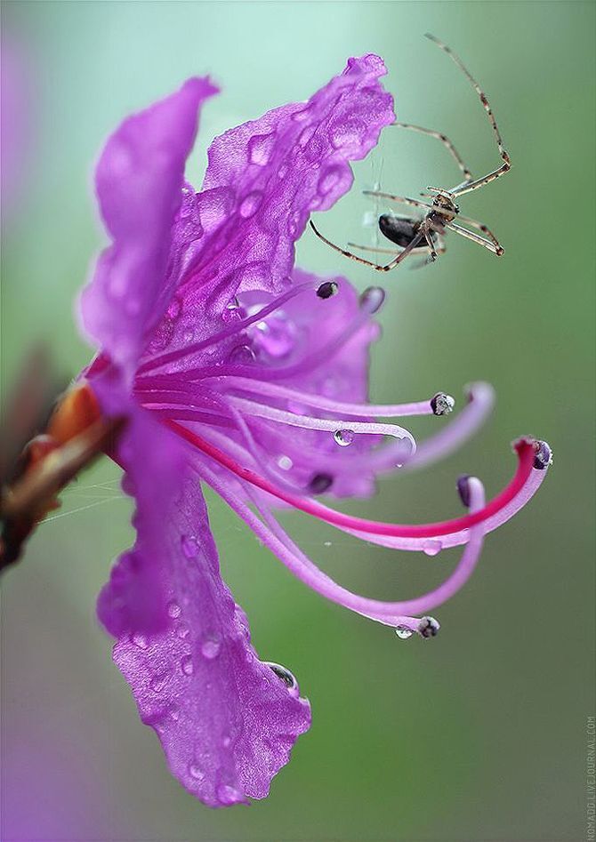 Паучок на цветке рододендрона после дождя