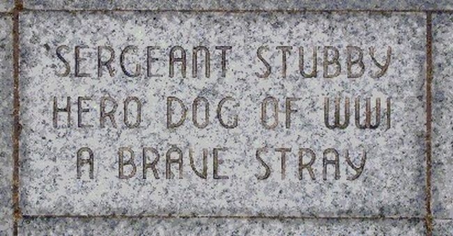 История боевого пса по кличке Стабби 