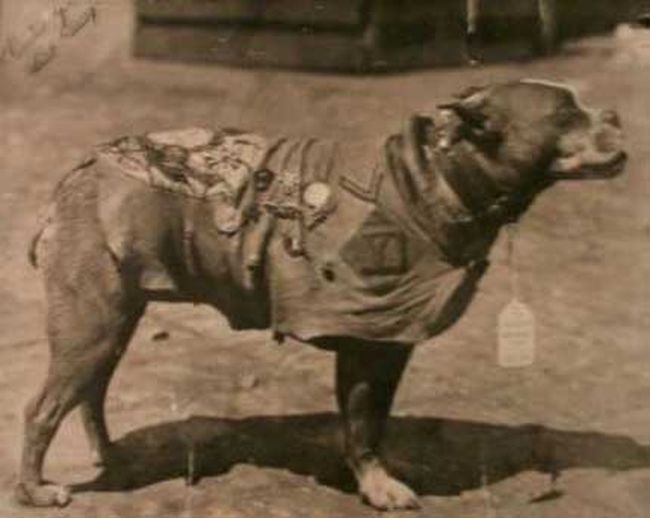 История боевого пса по кличке Стабби 