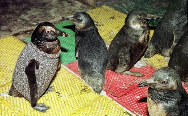 Как связать свитер пингвину, пострадавшему при разливе нефти?