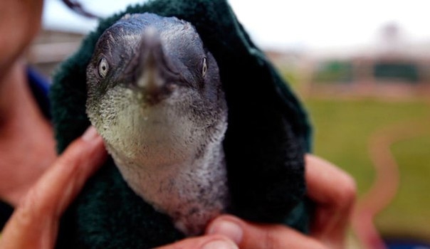 Как связать свитер пингвину, пострадавшему при разливе нефти?