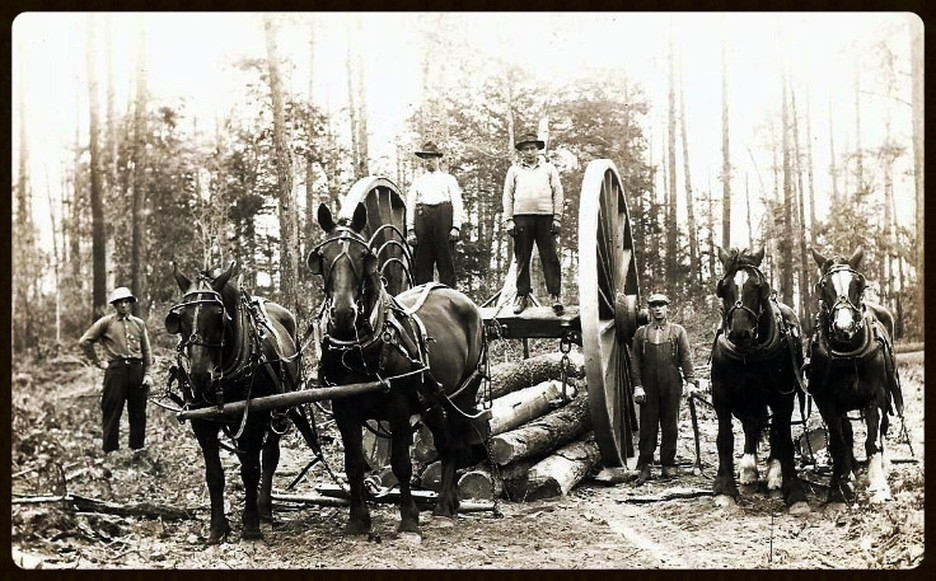 Архивные фотографии рабочих лошадей прошлого