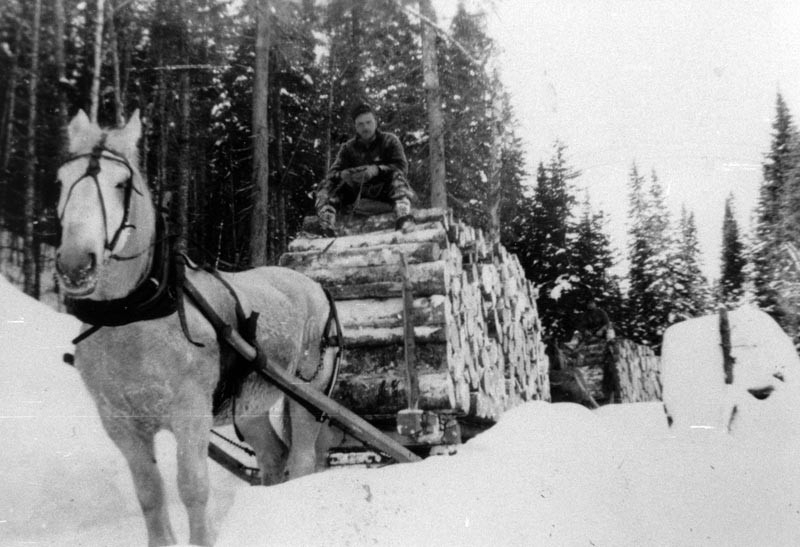 Архивные фотографии рабочих лошадей прошлого