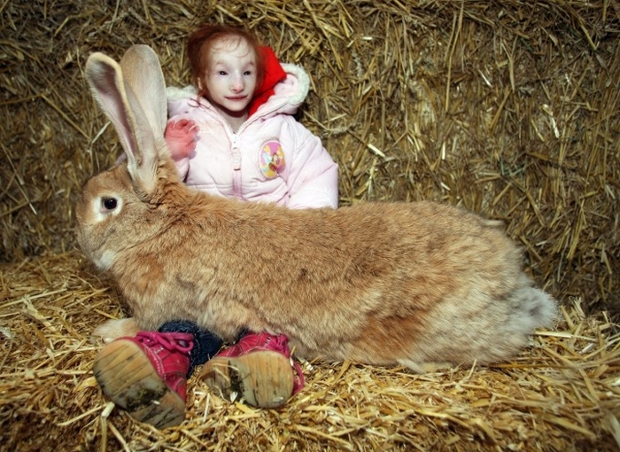 Крошка Шарлотта