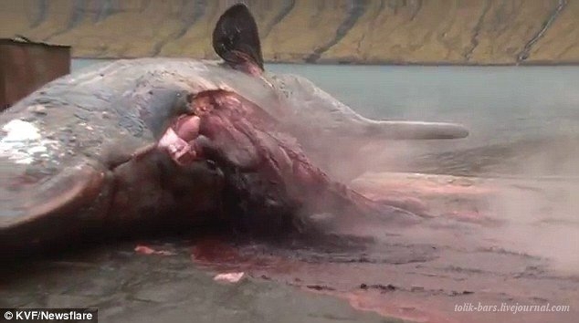 Взрыв разлагающейся туши гигантского кита