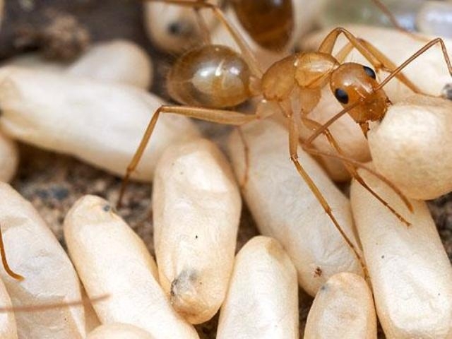 Яйца мексиканских муравьев