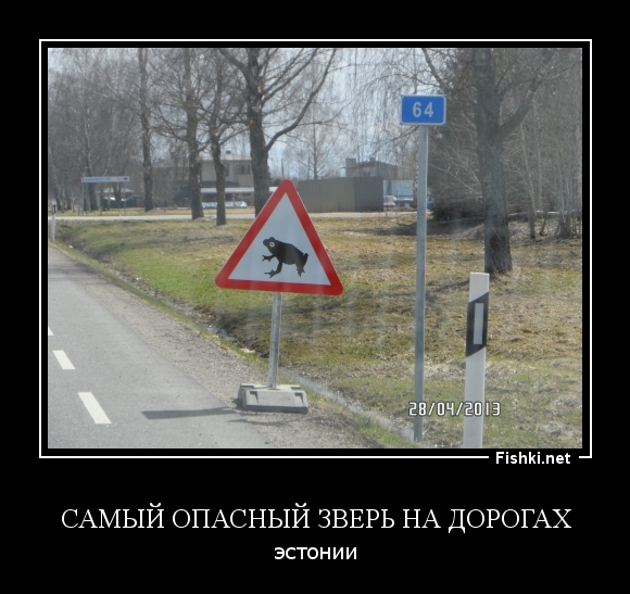 Самый опасный зверь на дорогах эстонии