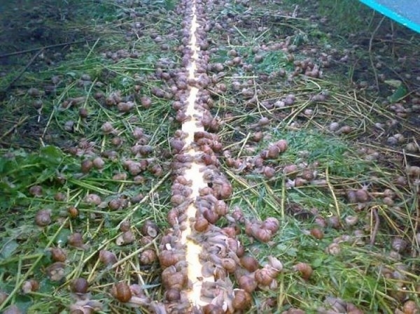 Ферма по разведению виноградных улиток (Helix pomatia) в Европе