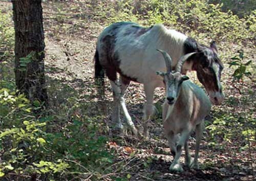Слепой конь и его заботливый друг