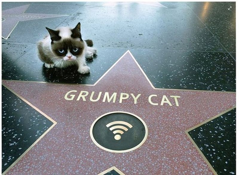 Grumpy Cat получил собственную звезду на аллее славы Голливуда
