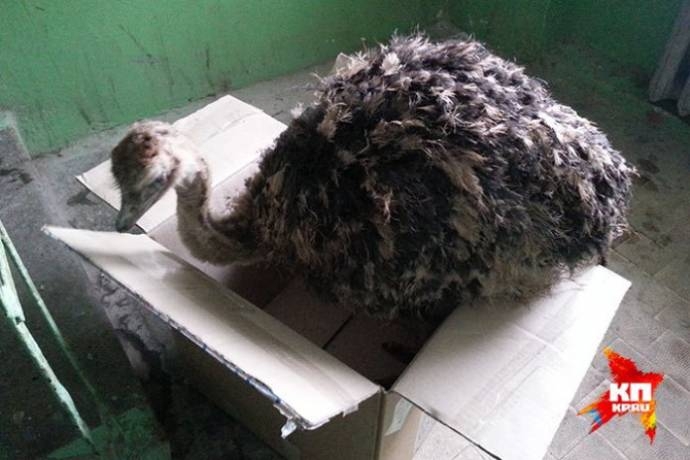 Жительница Екатеринбурга нашла на мусорке маленького страусенка