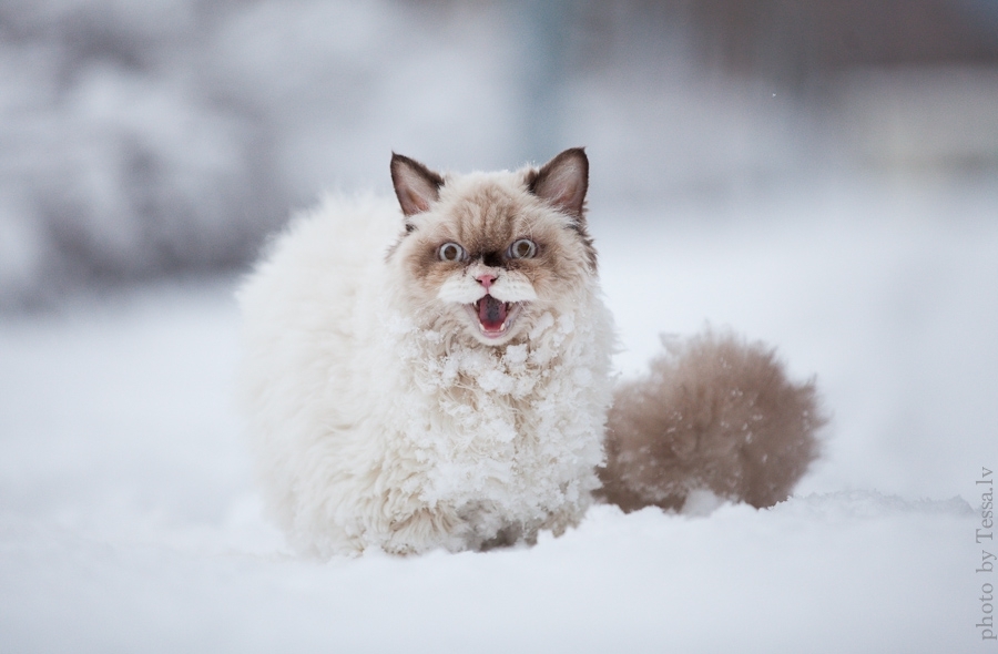 Кот впервые увидел снег