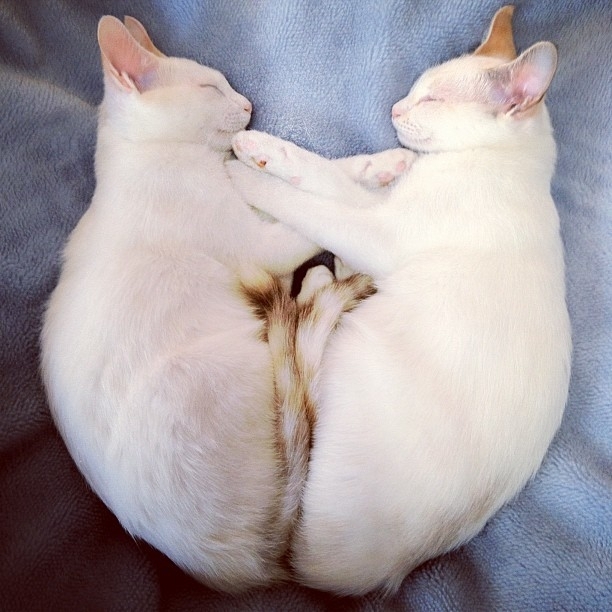 Милые кошки-близнецы