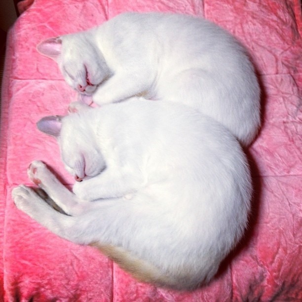 Милые кошки-близнецы