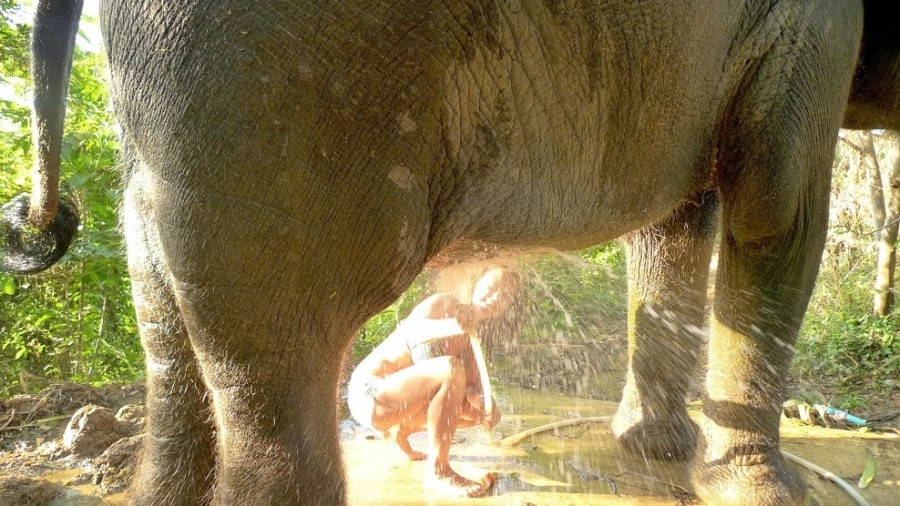 Как купают слонов