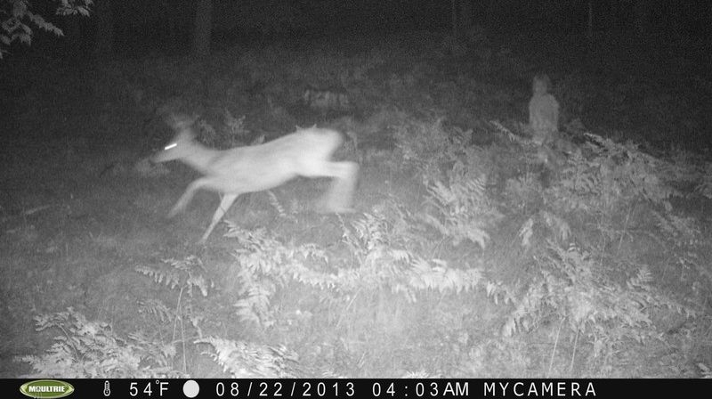 Чего может испугаться олень в лесу в четыре часа утра?