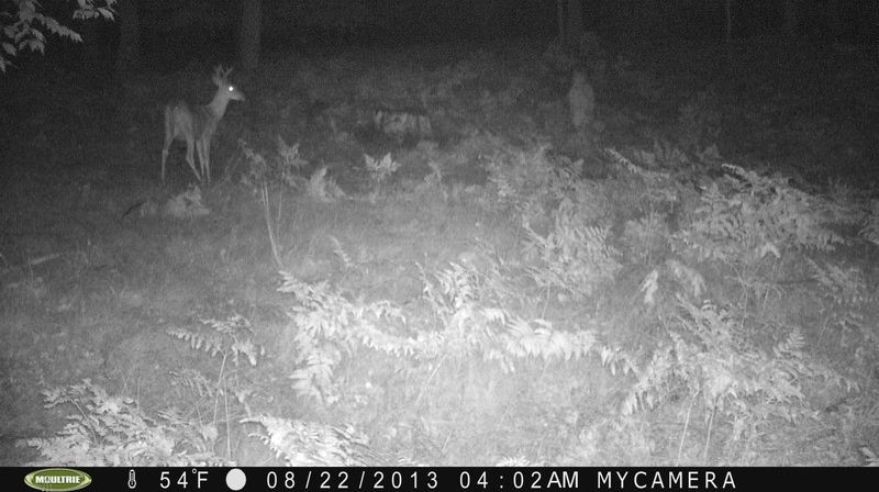Чего может испугаться олень в лесу в четыре часа утра?