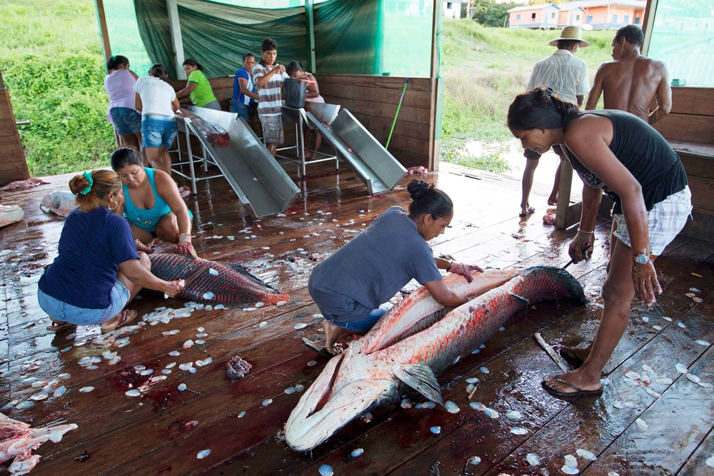 Рыбалка на живое ископаемое в водах Бразилии