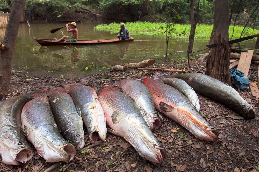 Рыбалка на живое ископаемое в водах Бразилии