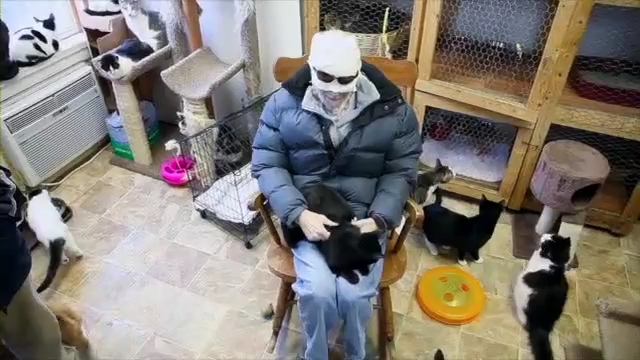 Кошки из приюта утешают больного раком мужчину