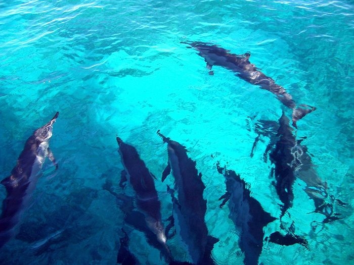 Дельфины, спасшие серфингиста от акулы