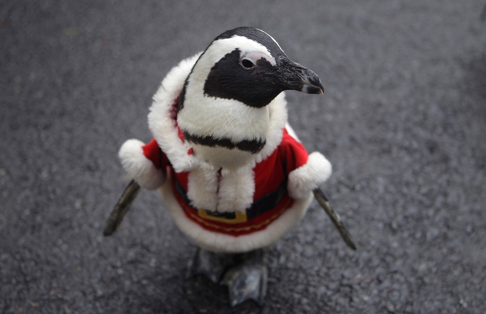 Рождественские пингвины