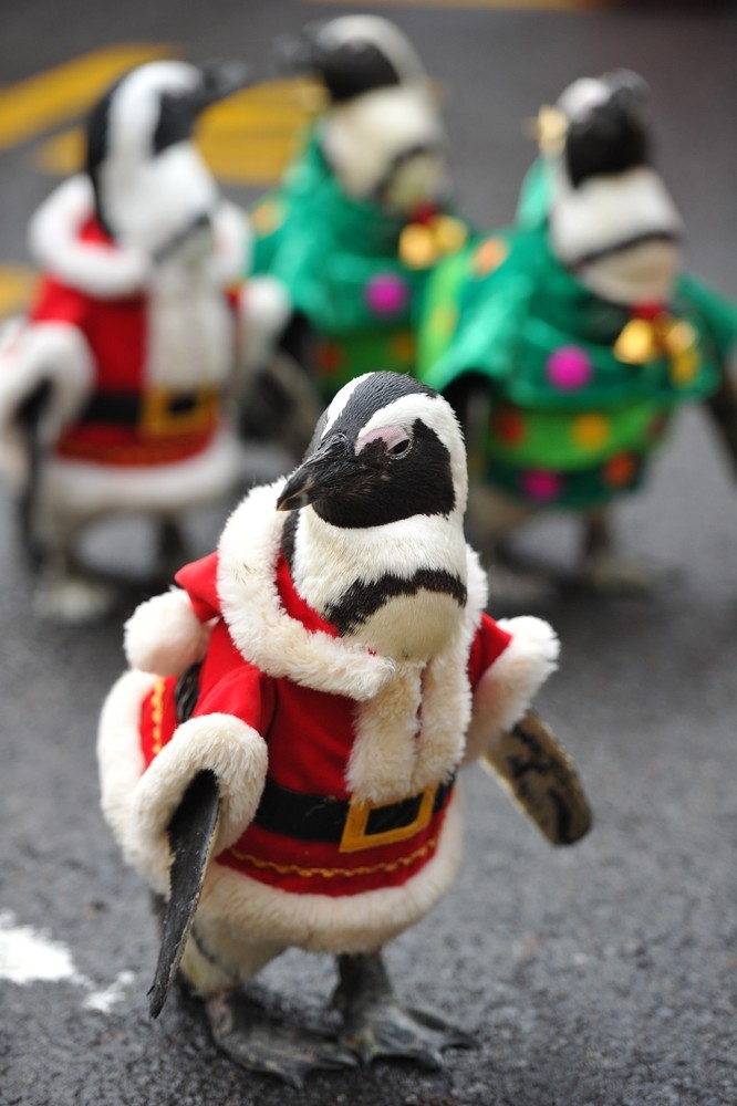 Рождественские пингвины