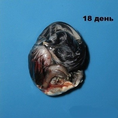 Развитие куриного эмбриона проходит 21 день