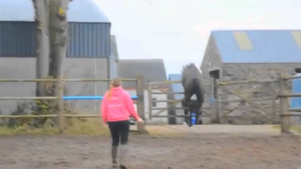 Лошадь разнесла забор! 