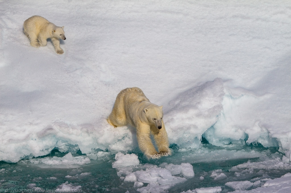 Любопытное и общительное семейство белых медведей