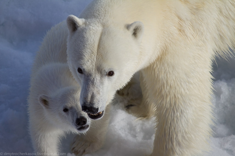 Любопытное и общительное семейство белых медведей