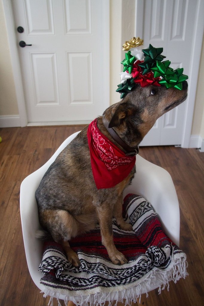 Рождественское украшение пса