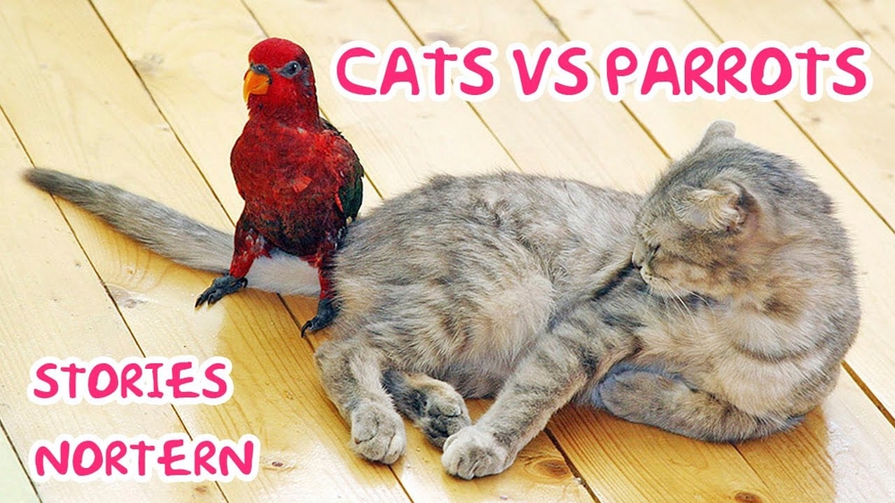 Коты против попугаев 