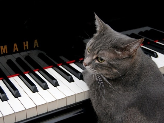  Кошка Нора играет на фортепьяно джаз и классическую музыку.