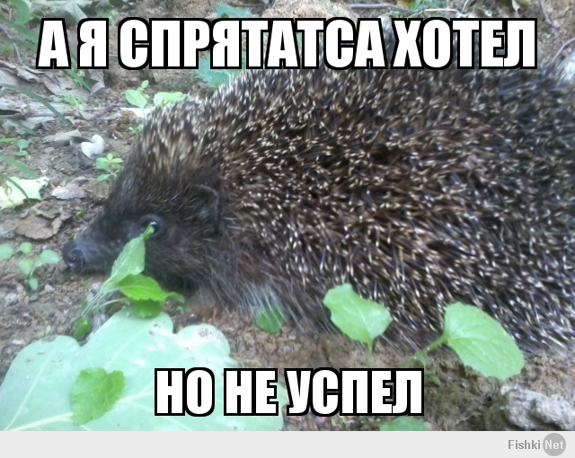 а я спрятатса хотел