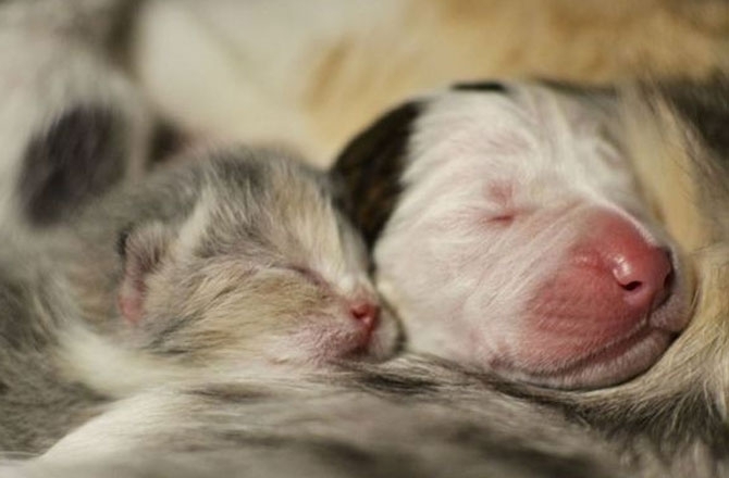 Заброшенная кошка приняла новорожденного щенка питбуля