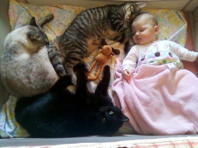 кошки и дети