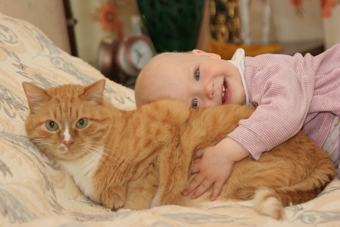 кошки и дети