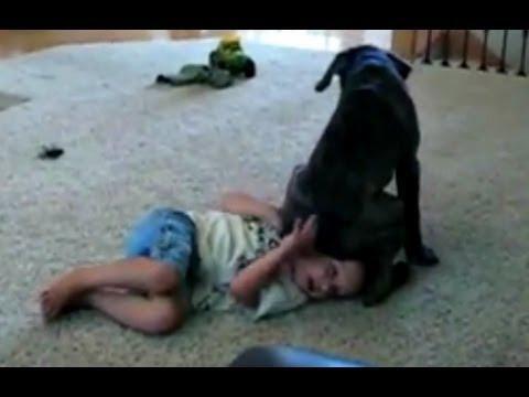 СМЕШНЫЕ СОБАКИ. Самые СМЕШНЫЕ приколы с СОБАКАМИ // FUNNY DOGs. DOG Fail Compilation 2013 