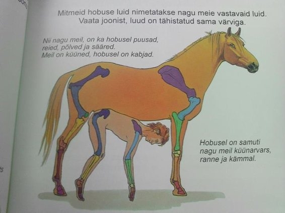 Оригинальный способ эстонским детям рассказывать в школе про животных.