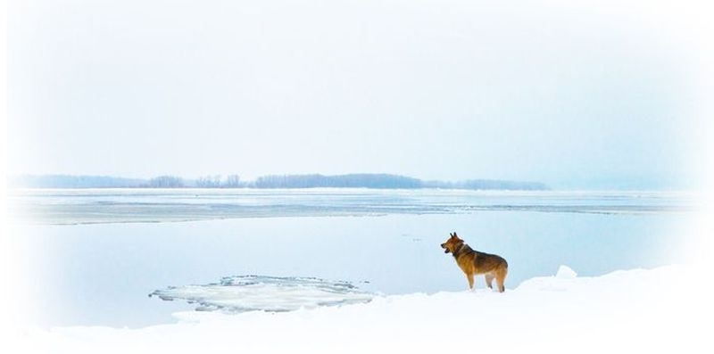 Самарский Хатико