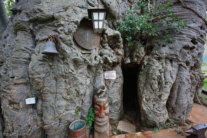 Бар внутри 6000-летнего дерева 