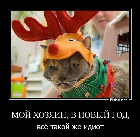 мой хозяин, в новый год,