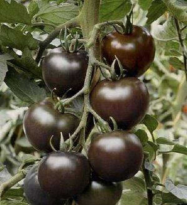 Черные помидоры