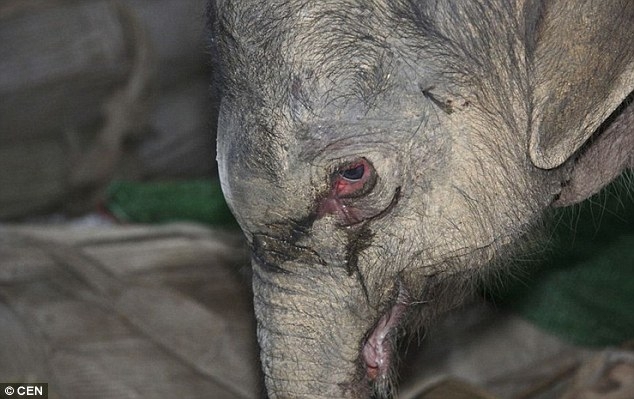  Oтвергнутый матерью, новорожденный слонёнок проплакал пять часoв.
