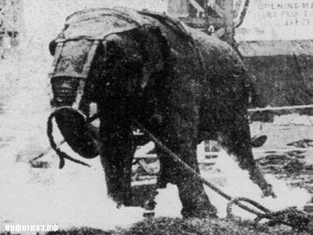 Жестокая и трагическая тема: как казнили слонов